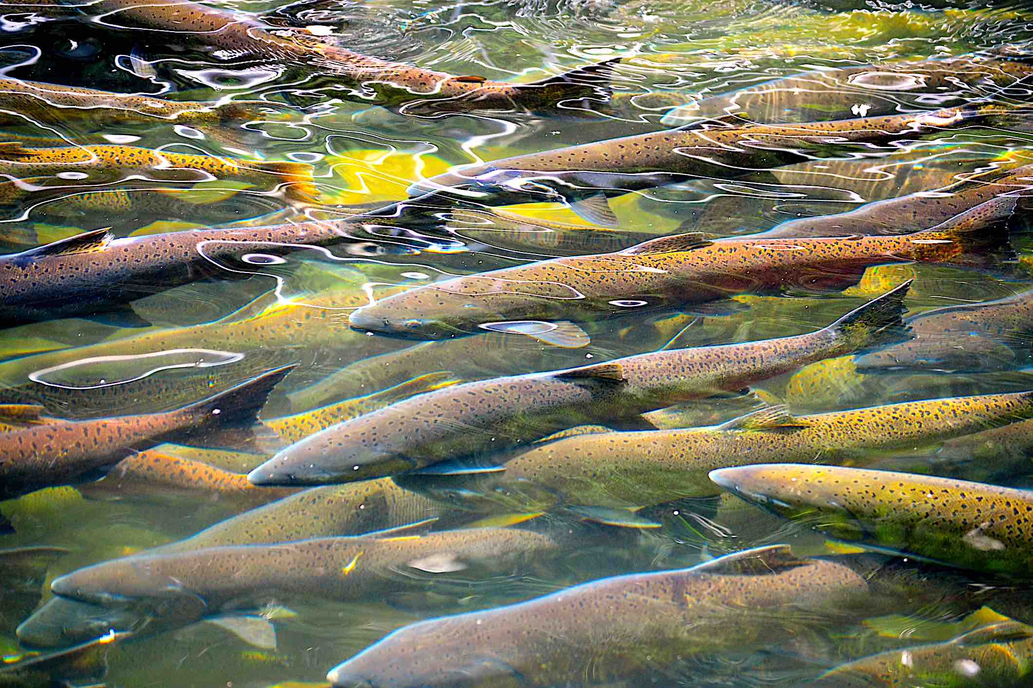 young school of salmon