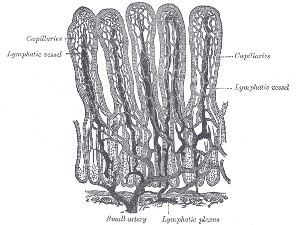 Villi-of-small-intestine-showing-blood-vessels-and-lympahitc-vessels